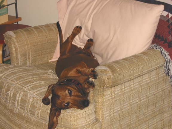 Zen Guster